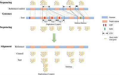 SECNVs: A Simulator of Copy Number Variants and Whole-Exome Sequences From Reference Genomes